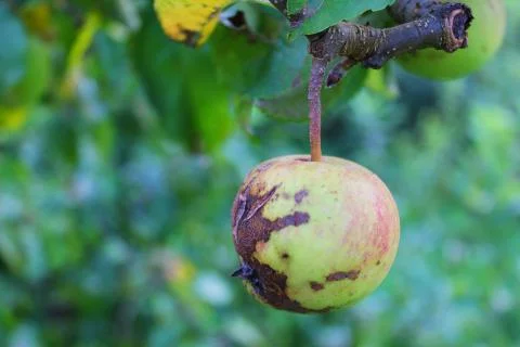 Small apple on a tree with damage and a crack Stock Photos