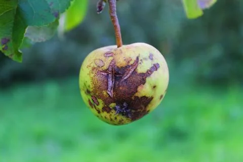 Small apple on a tree with damage and a crack Stock Photos