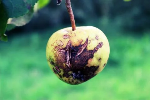 Small apple on a tree with damage and a crack Foto stock