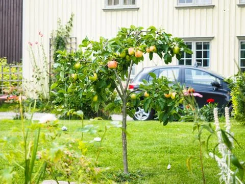 Small apple tree in front of beige house in garden Stock Photos