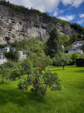 A small apple tree grows among the mountains of Norway Foto stock