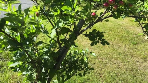 Small apple tree with ripening red apples at sunny day Stock Footage 346473060