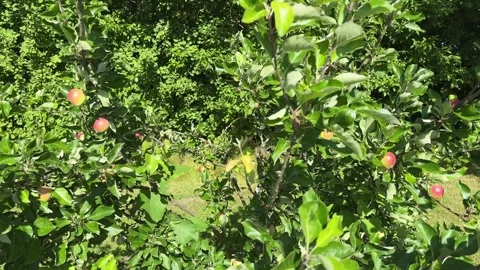 Small apple tree with ripening red apples at sunny day Stock Footage 346473079