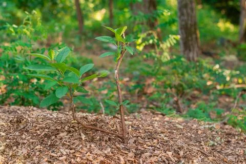 Small Apple Tree Sapling Growing in Natural Forest Setting Stock Photos