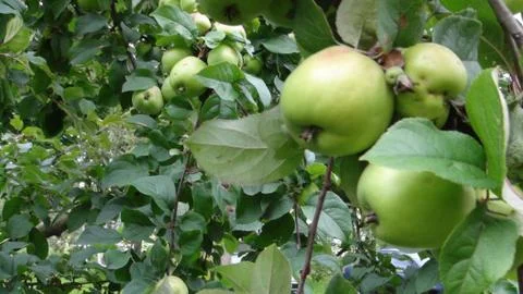 Small apples on an apple tree branch during the day and summer Stock Photos