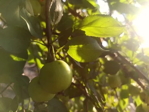 Small apples on an apple tree branch, against the background of the sun Foto stock