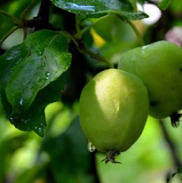 Small apples in an apple tree Stock Photos