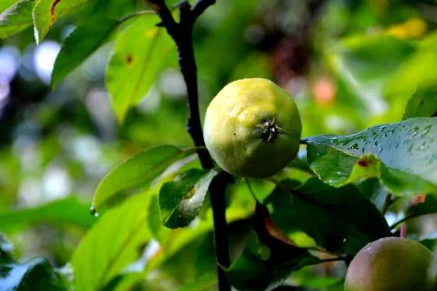 Small apples in an apple tree Stock Photos