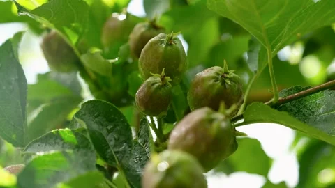 Small apples that are just starting to grow Video stock 243003524