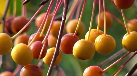 Small apples on a branch. Stockbeeldmateriaal 54568405