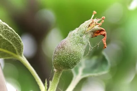 Small apples buds at the fruit set stage Stock Photos
