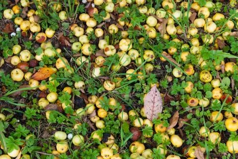 Small apples on the ground surface Stock Photos