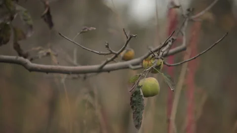Small Apples Grow From a Bare Branch in This Magical Garden Stock Footage 133748953