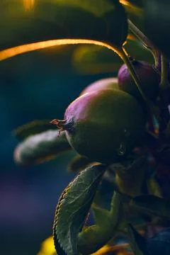 Small apples growing in sunset sunlight Stock Photos