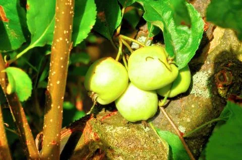Small apples Stock Photos