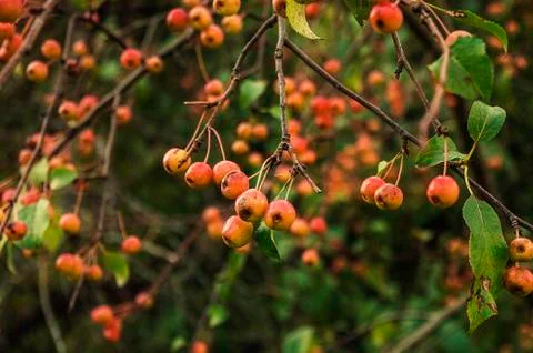 Small apples Stock Photos