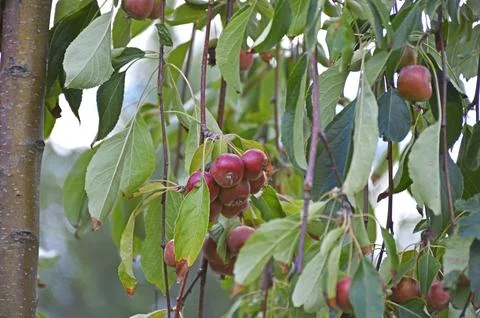 Small apples on tree branches in the garden Stock Photos