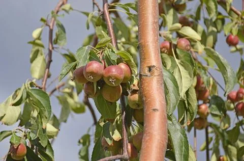 Small apples on tree branches in the garden Stock Photos