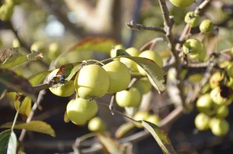 Small apples on tree branches in the garden Stock Photos