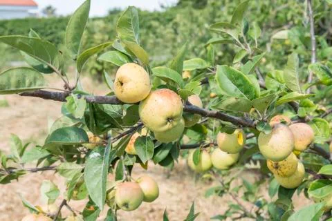 Small apples on the tree Stock Photos