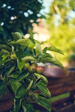 Small Apples on young Apple tree Stock Photos