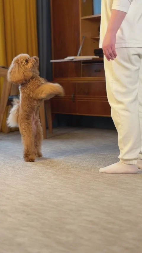 Small apricot curly dog performs trained begging and fetch gestures while Stockbeeldmateriaal 343771421