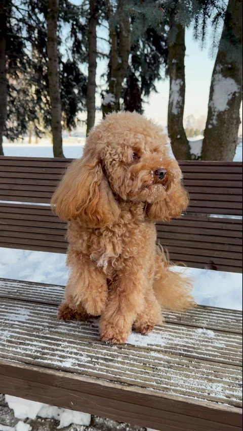 Small apricot poodle sitting on snow dusted wooden bench in quiet winter park Stock Footage 340283908