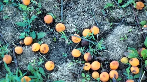 Small apricots on the ground Stock Footage 91919617