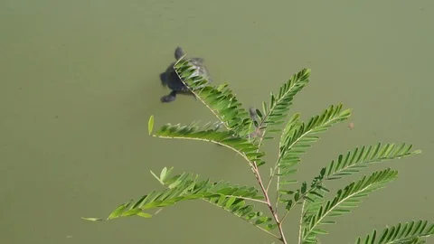 A small aquatic turtle with its cub swims in muddy water. Slow motion. Stock-Footage 119233259
