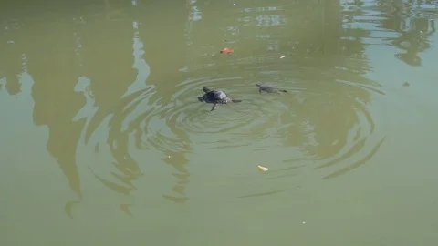A small aquatic turtle with its cub swims in muddy water. Slow motion. Stock Footage 119233264