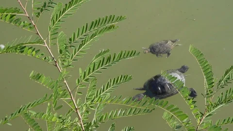 A small aquatic turtle with its cub swims in muddy water. Slow motion. Stock Footage