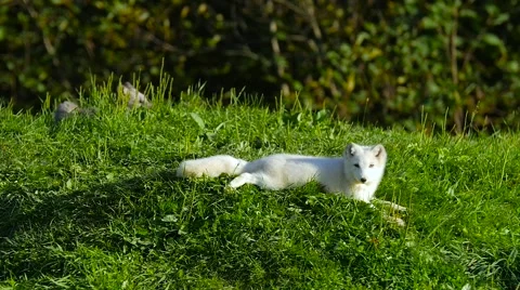 Small Arctic Fox laying down on green grass in summer 스톡 동영상 62421493