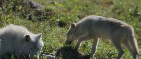 Small arctic wolves in the summer grass Stock Footage 168329086