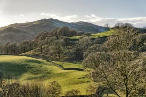 A small area of deciduous trees on a sloping hillside. Stock-Fotos