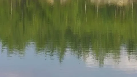 Small area with green grass and moss. Small lake in nature Video stock 102673899