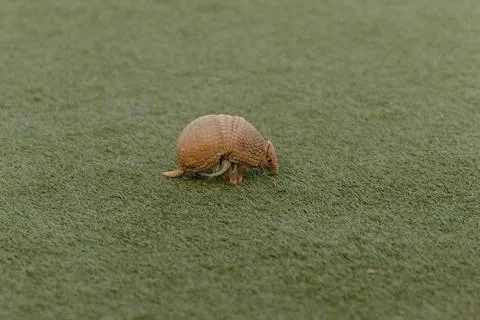 A small armadillo explores a grassy surface Stock Photos