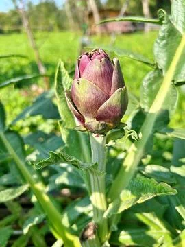 Small artichoke Stock Photos