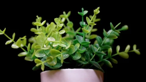 Small Artificial Green Plant In Pot Isolated On Black Background 库存影片 330110029
