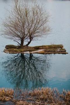 Small artificial island with two trees on a lake - Environment for birds. 写真素材