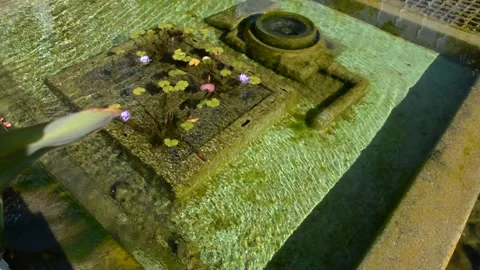 Small artificial pond with goldfish  Stock Footage 166662906