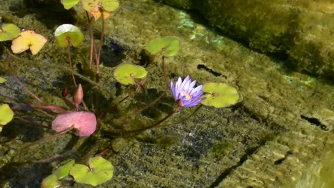 Small artificial pond with goldfish  스톡 동영상 166662910