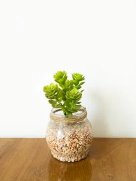Small Artificial Succulent Plants in Clear Glass Jars Stock Photos