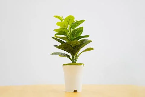 Small artificial tree in a pot on white background. Table ornamental plants.. Stock Photos