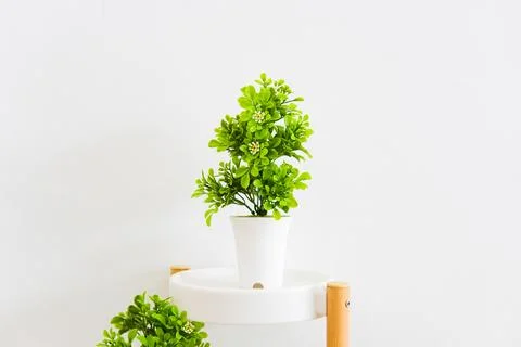 Small artificial tree in a pot on white background. Table ornamental plants.. Stock Photos