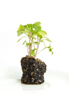 Small arugula plant Stock Photos