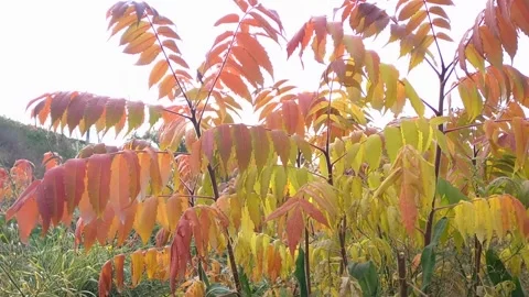 A small ash tree with beautiful bright leaves sways in the wind Stock Footage 241530083