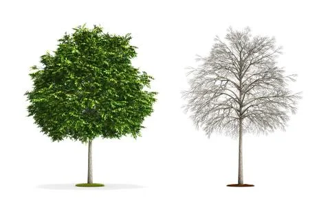 Small ash tree. Illustrazione stock