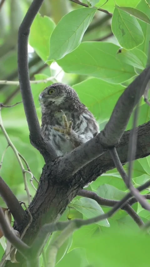 A small asian barred owlet perched on a tree branch in the forest Stock Footage 335491909