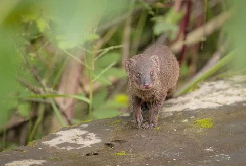 Small asian mongoose. Stock Photos