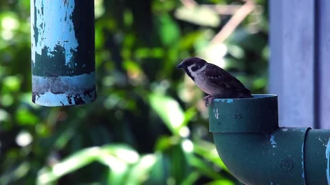 Small Asian Sparrow Singing Vídeos de archivo 81767852